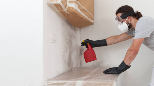 Professional Attic Mold Remediation technician working in Islandia, NY